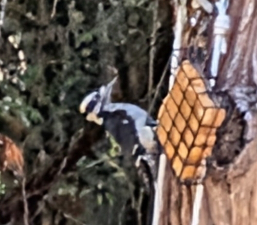 Hairy Woodpecker