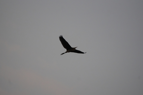 Purple Heron