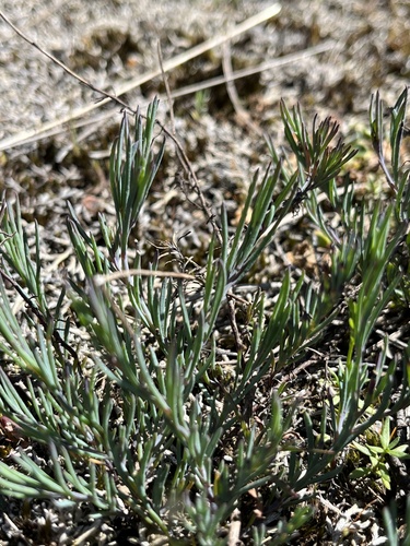 Porophyllum linifolium