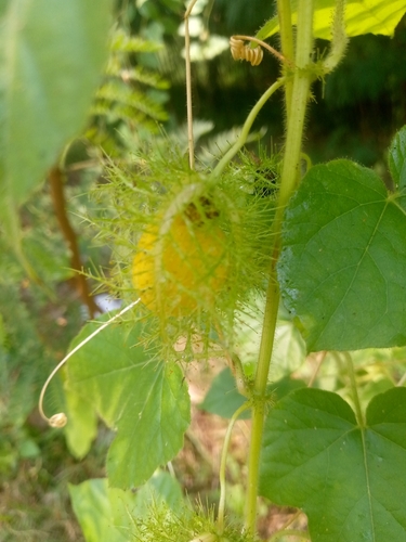 Orangefruit Passionflower