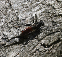 Chalcosyrphus
