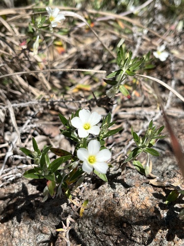 Viviania albiflora