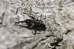 Chalcosyrphus