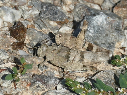 Blue-winged Grasshopper