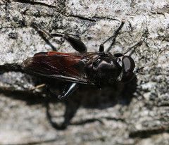 Chalcosyrphus
