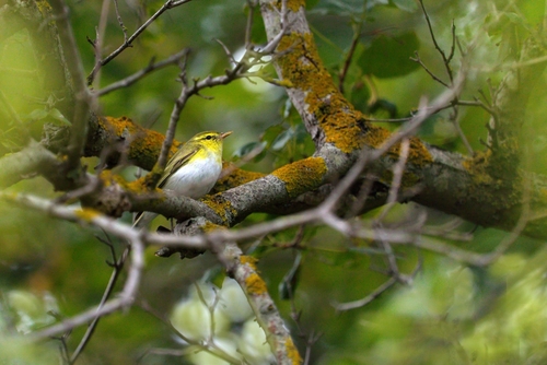 Wood Warbler