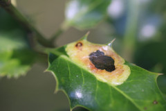 Phytomyza ilicis