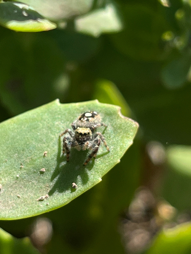 Bold Jumping Spider