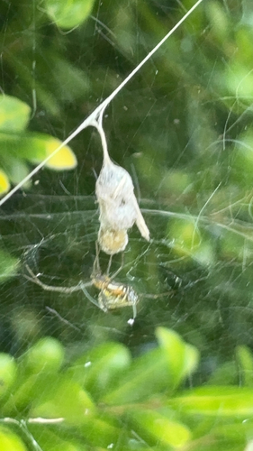 Basilica Orbweaver