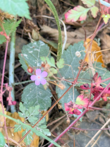 Herb Robert