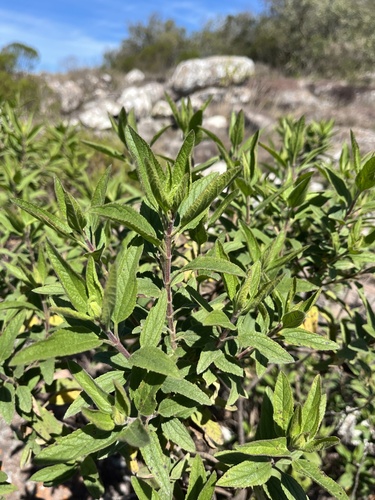 Radlkoferotoma cistifolium
