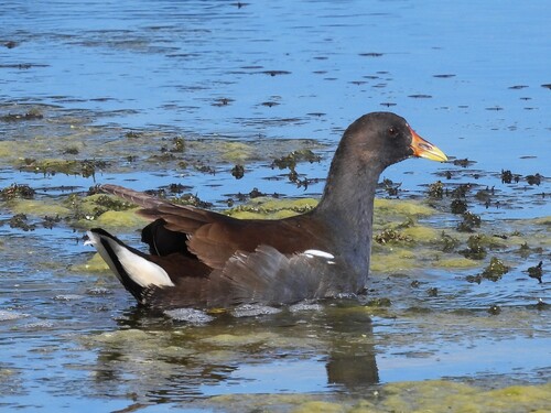 Eurasian Moorhen