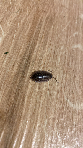Common Shiny Woodlouse