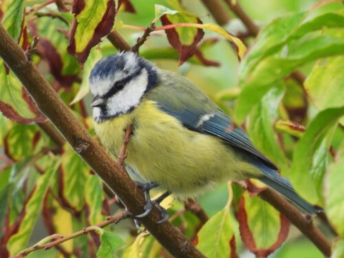 Eurasian Blue Tit
