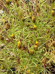 Dyssodia papposa, photograph (c) Bob, some rights reserved (CC BY)
