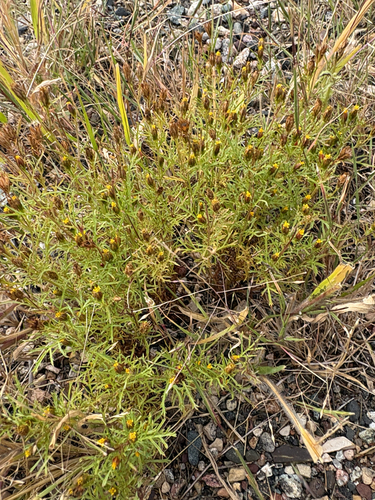Dyssodia papposa, photograph 2
