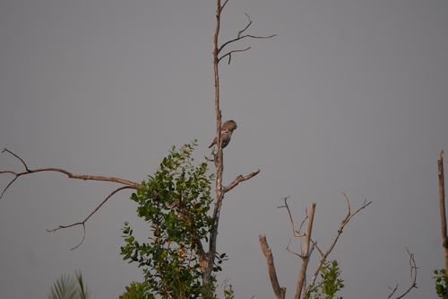 Cape Turtle Dove