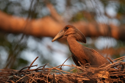 Hamerkop