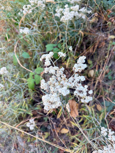 pearly everlasting