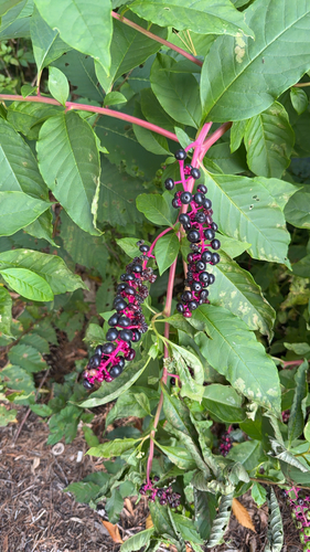 American pokeweed