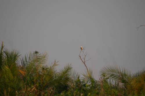 Black-winged Kite