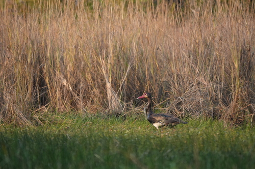 Spur-winged Goose