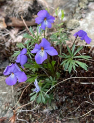 Viola pedata, photograph (c) Patrick Comins, some rights reserved (CC BY)