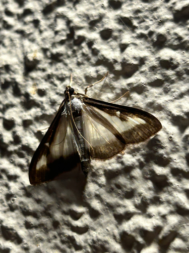 Box Tree Moth