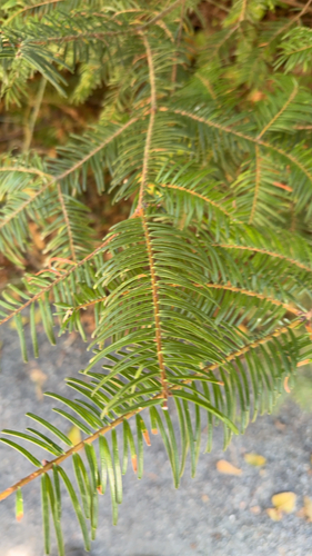 grand fir