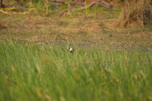 African Jacana