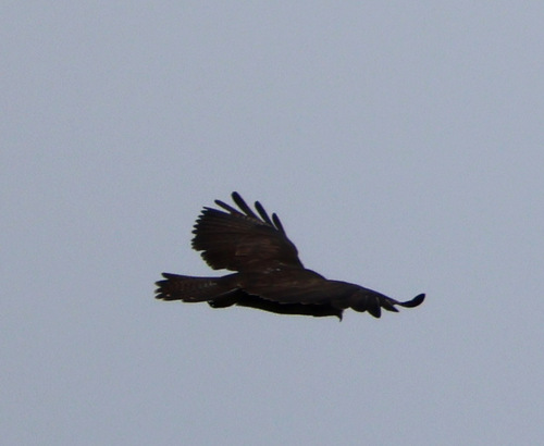 Common Buzzard