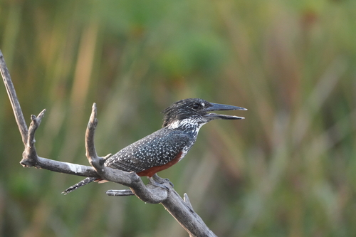 Giant Kingfisher