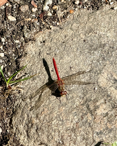 Striped Meadowhawk