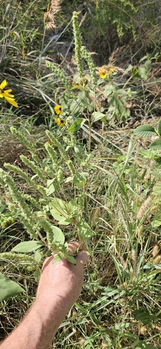 Sumpweed