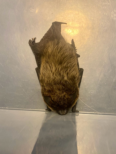 Savi's Pipistrelle