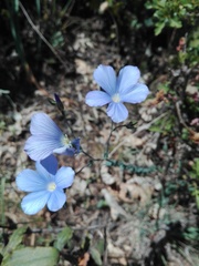 Linum narbonense