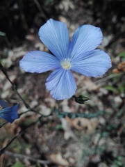 Linum narbonense