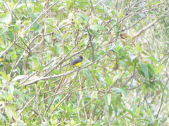 Myioborus melanocephalus