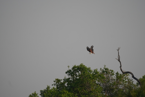 African Fish-Eagle