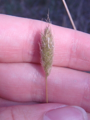 Alopecurus vaginatus