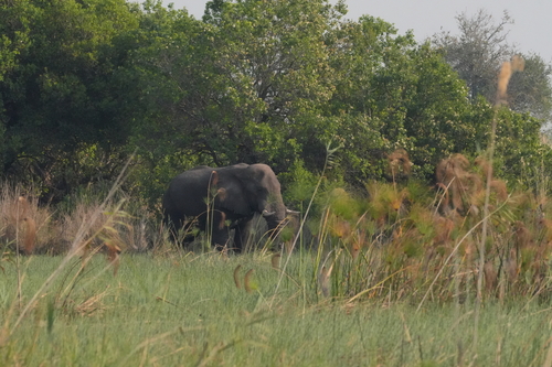 African Savanna Elephant