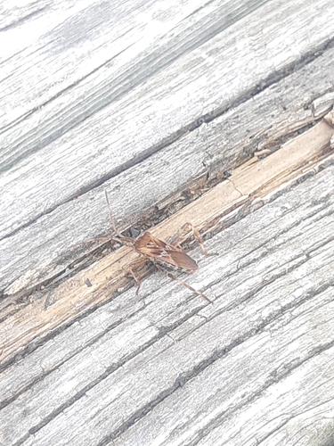 Western Conifer Seed Bug