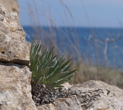Convolvulus lineatus