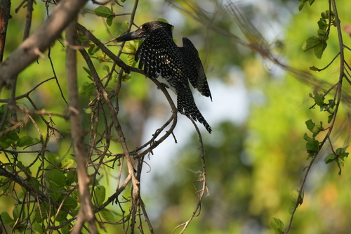 Giant Kingfisher