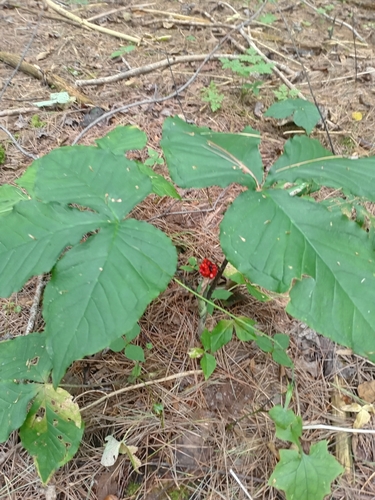 Jack-in-the-Pulpit