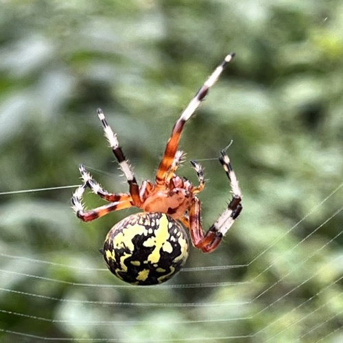 Marbled Orbweaver