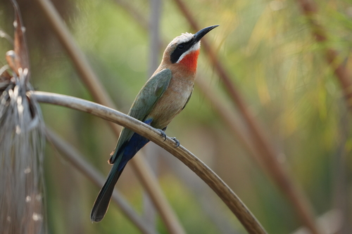 White-fronted Bee-eater