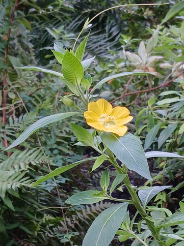 Ludwigia peruviana, photograph 3