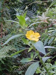 Ludwigia peruviana, photograph (c) xanderferret, some rights reserved (CC BY)