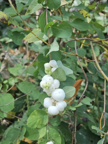 Common Snowberry